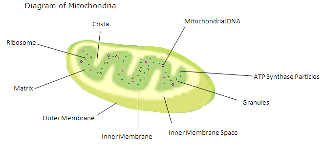 Diagram of Mitochondria.PNG